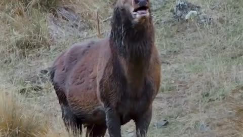 The roaring red deer