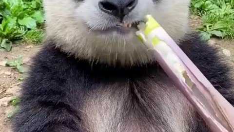China's national treasure giant panda