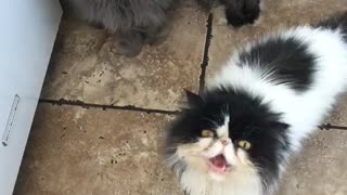 Patient Kitties
