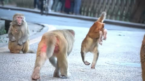 Special Wild Monkey Walking on Its Hands