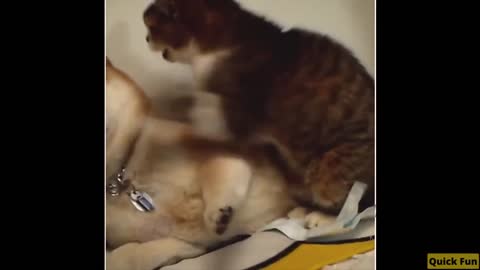 Dogs and Cats Very Funny Videos