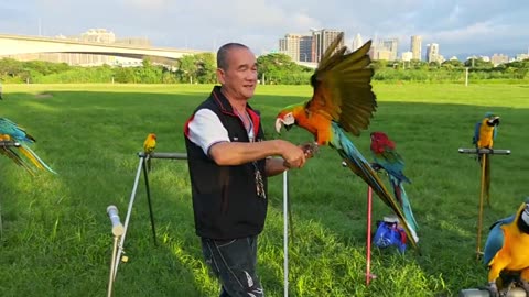 Macaw's getting train in free flight