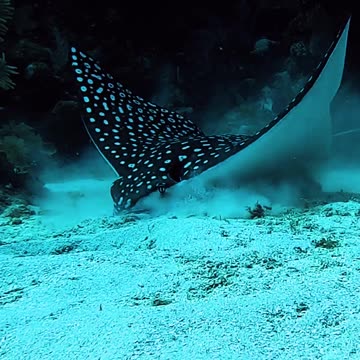 SEA CREATURE CAUGHT ON CAMERA #Shorts