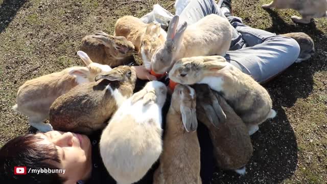 Rabbits Love Carrots, Proof!