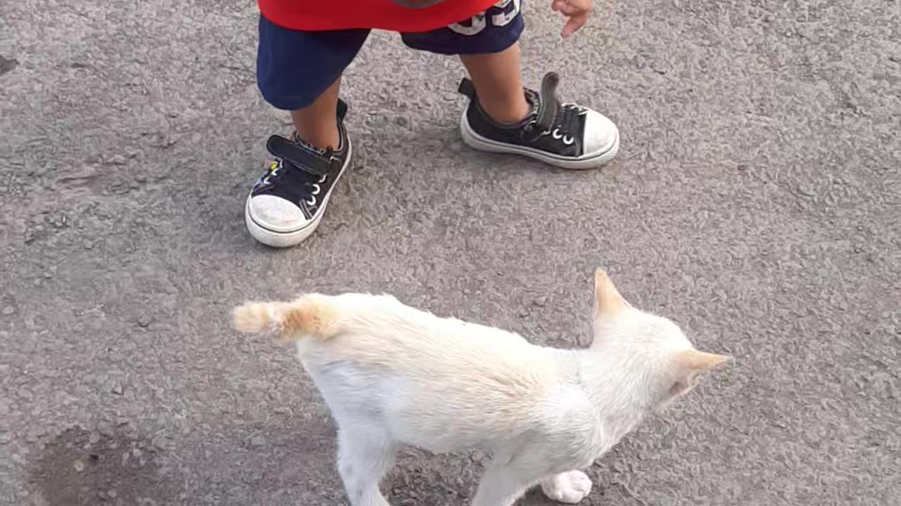 Little cat vs little kid funnies video