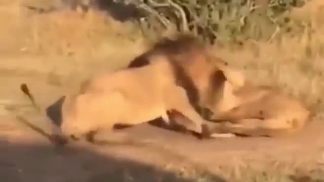 Two big lion fight incredible moment