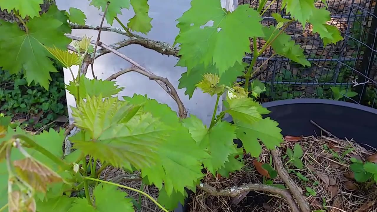 Don't Leave The Vasoline Out In The Sun