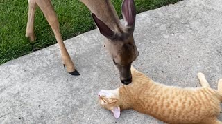 Cat Enjoys Kisses From Friendly Deer