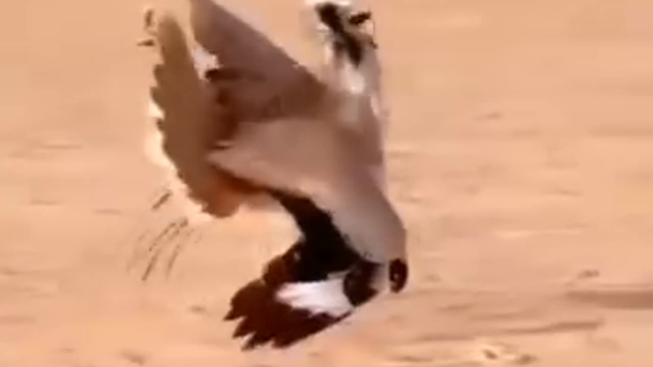 ۔* *صحرا میں ناچتے تلور کا ایک نایاب نظارہ.*