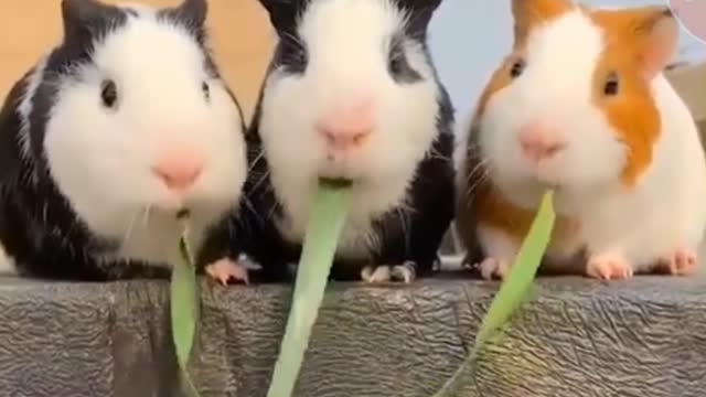 cute hamsters