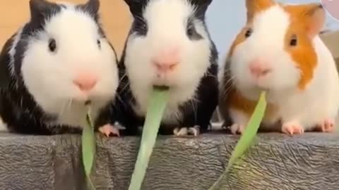 cute hamsters