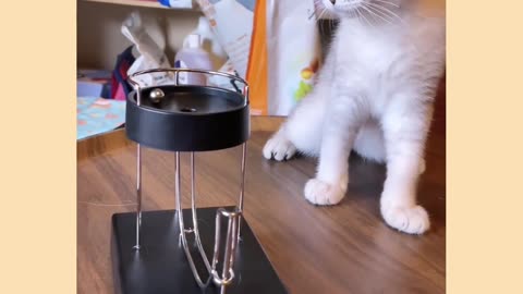 Funny cat video