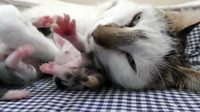 Mom Cat Feeding Her Newly Born Kittens