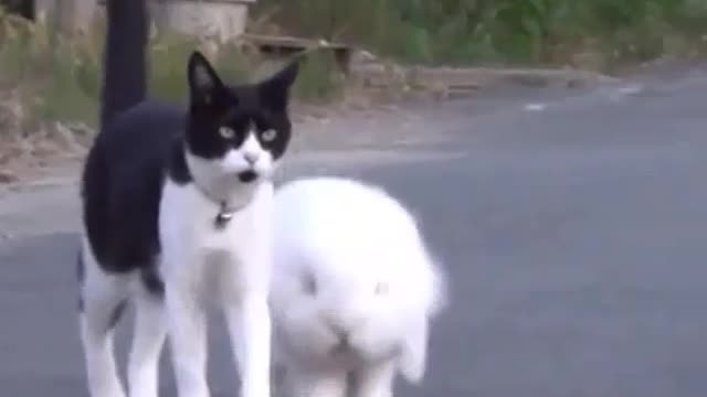 The rabbit and the cat are friends