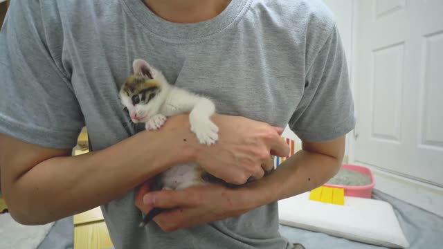 My Friend is Totally in LOVE with the Baby Kitten!