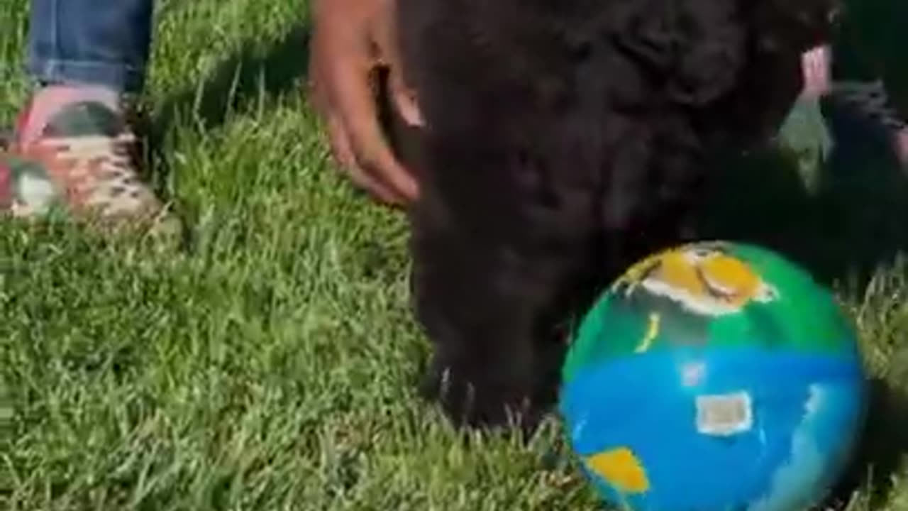 Black puppy playing with football # cute dog