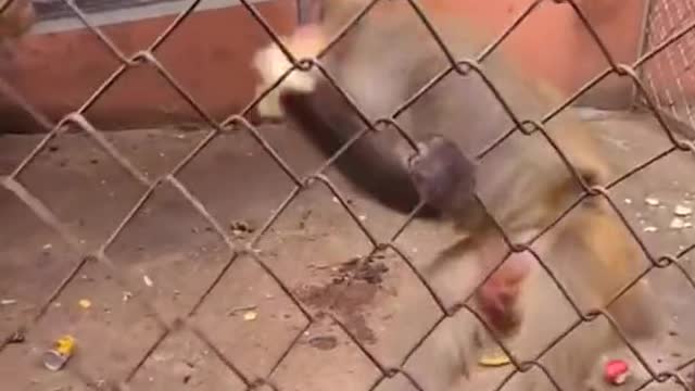 Baby monkey is very happy when he gets a banana