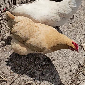 OMC! Hens excited to get out and eat clover and other goodies!