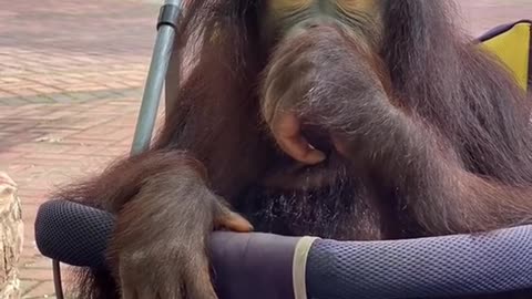 monkey