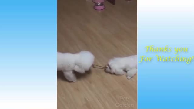 cat, "cat videos", "cute cats
