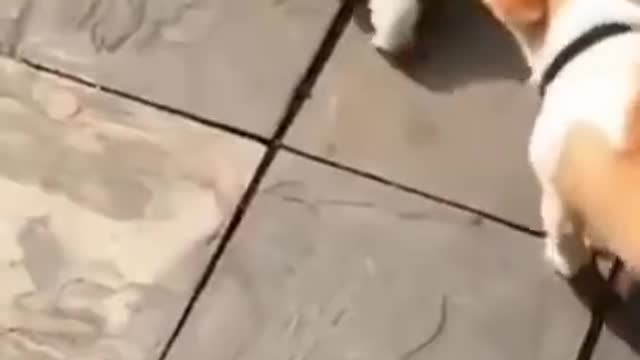 OMG So Cute dogs ♥ Best Funny Cat Videos 2021 4