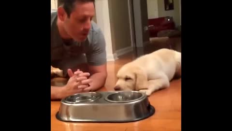 Labrador Compilation - Cute and Funny