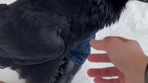 A big raven greets a guest!