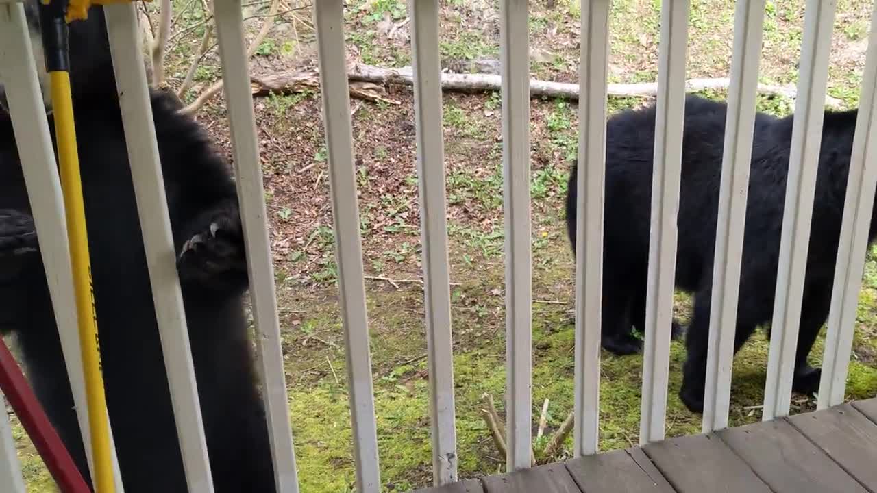 Bears Simone, Milo & Luca – Season 2 Episode 1