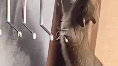 Voracious squirrel