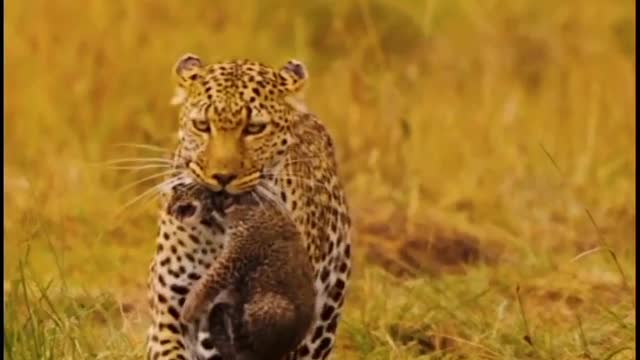 A MOTHER LEOPARD 🐯 CARRYING HER CUB #fy #shorts #africa #reels #wildlife #animals #nature #leopard