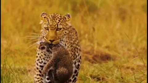 A MOTHER LEOPARD 🐯 CARRYING HER CUB #fy #shorts #africa #reels #wildlife #animals #nature #leopard