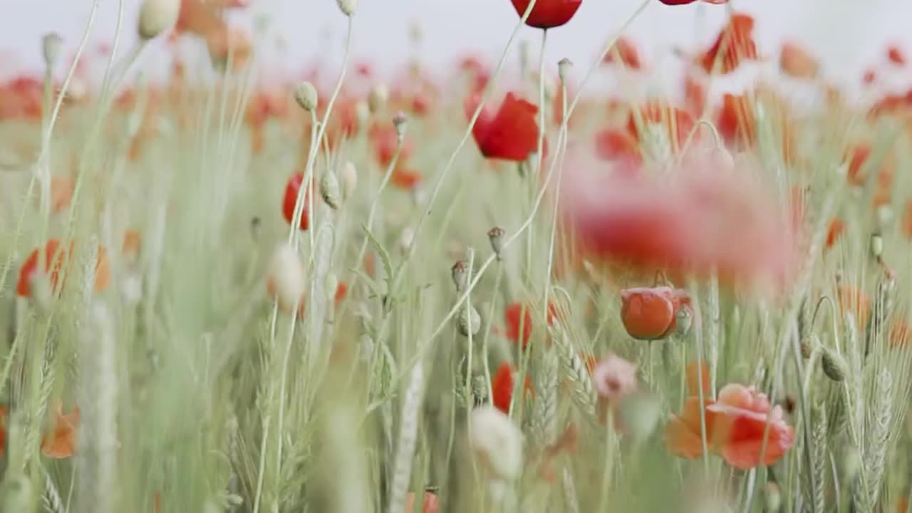 Poppy in the field