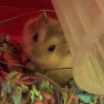 Cute Hamster