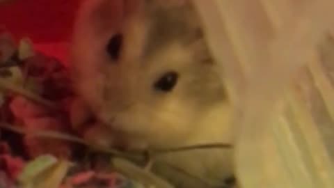 Cute Hamster