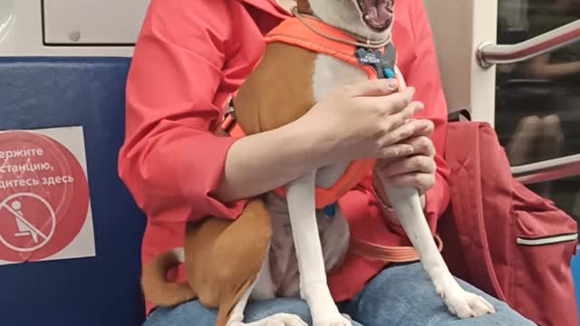 Dog Protests Loudly About Being Stuck on a Subway