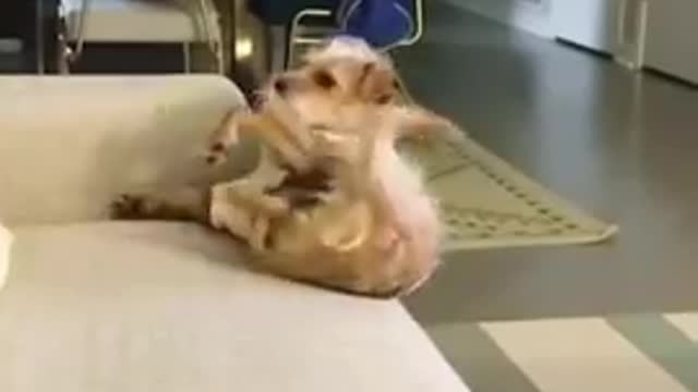 FUNNY_ANIMALS_VIDEOS_TRY_NOT_TO_LAUGH__🤣_|_FUNNY_CATS_|