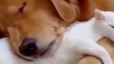 Cute Cat and Dog Friendship