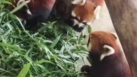 Red pandas and giant pandas are just as cute