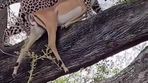 Cheetah always eats its prey above the feet