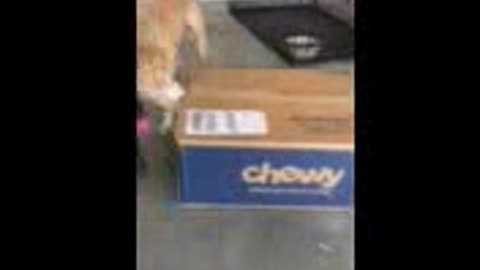 Sammi Opens Her Chewy Order