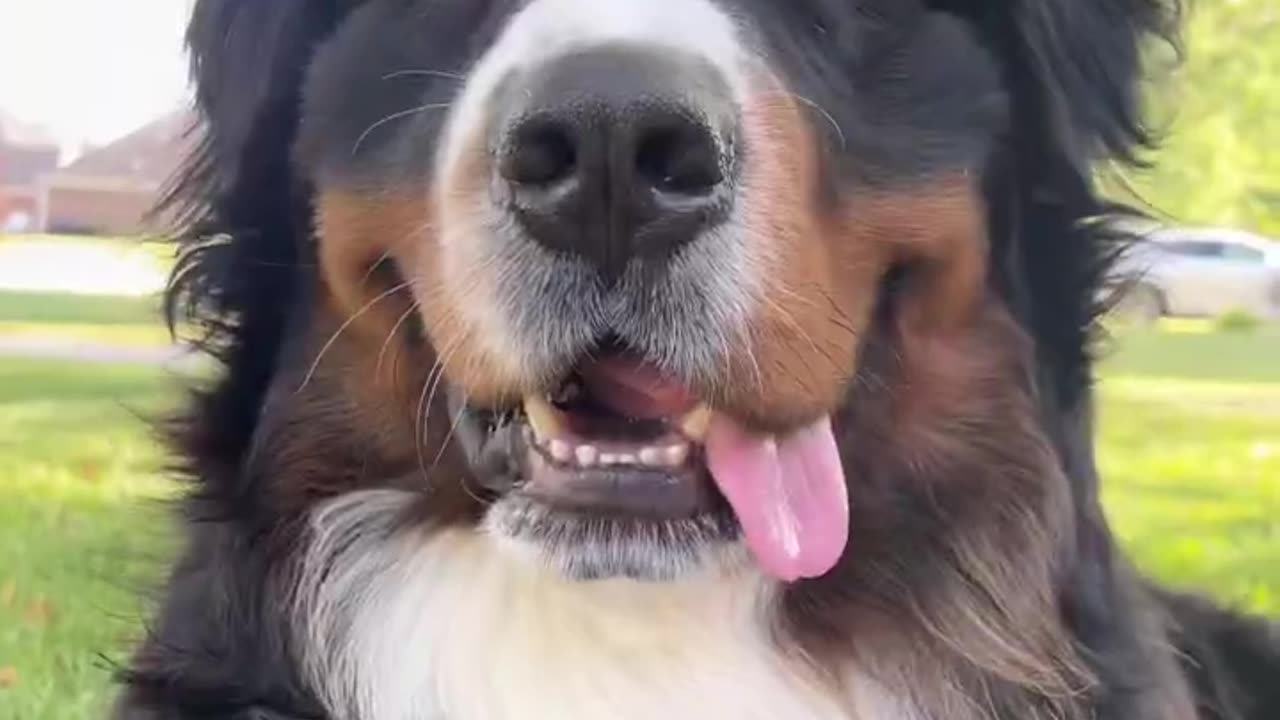 Watch My Bernese Mountain Dog Puppy Grow Up in 30 Seconds