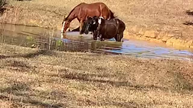 Horses need a break from Alabama heat.