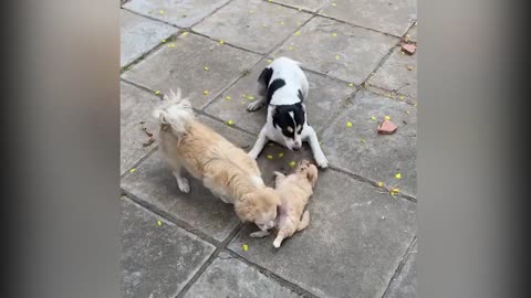 Cute and Funny Dogs Videos