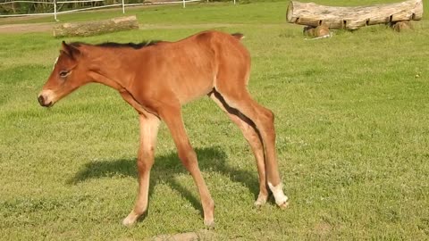 Mare and foal graze together.