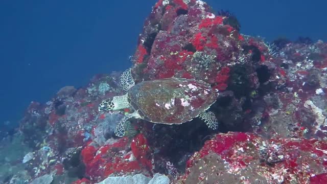 Hawksbill turtle in Bali Indonesia