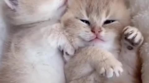 Cute Kitty Will Make Your Day Happy