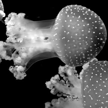 I do not know what it is