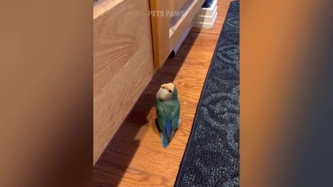 Smart And Funny Parrots - Parrot Talking Videos Compilation P1 | Super Dog