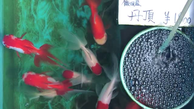 Beautiful fish video amazing South fish🇳🇵🇳🇵