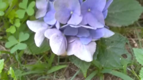 Hydrangea